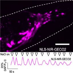 Calcium Indicators – Near In