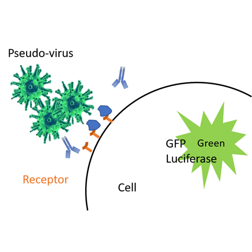 Cell based SARS-CoV-2 Pseudo
