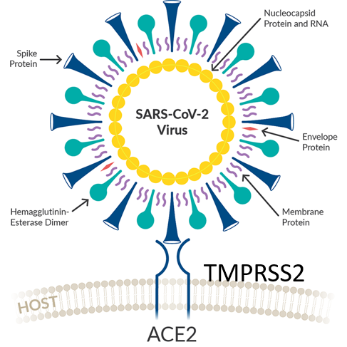 Cell based SARS-CoV-2 Protea