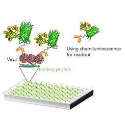 SARS-CoV-2 antigen (Spike) r