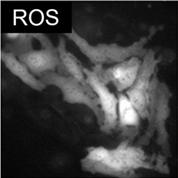 ROS Indicators