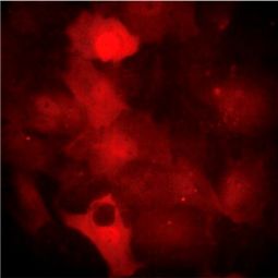 Calcium Indicators – Cytosol