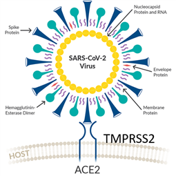 Cell based SARS-CoV-2 Protea