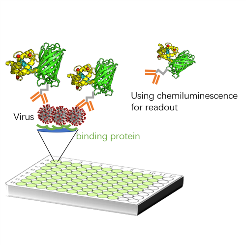 SARS-CoV-2 antigen rapid ELI