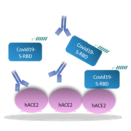 Neutralizing Antibody Assays