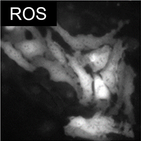  ROS 指示劑