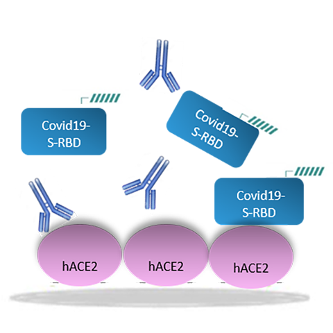 Neutralizing Antibody / SARS